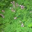 Dicentra formosa.thumb